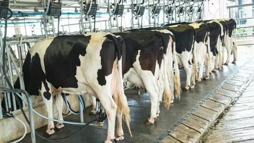 Smooth Transitions: Choline’s Secret to Dairy Success.