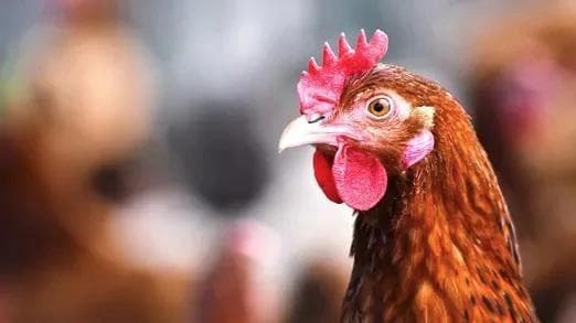 how-yeast-cell-walls-are-shaping-the-future-of-poultry-production