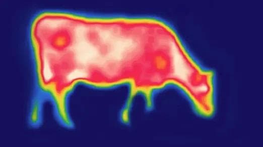 Heat: A Cow’s Kryptonite.